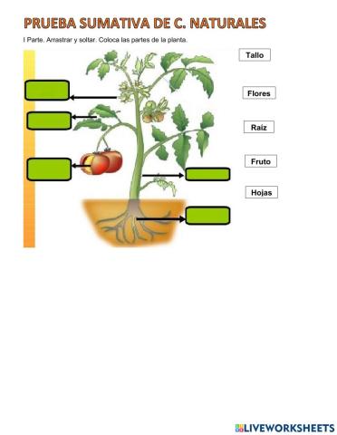 La reproducción de las plantas