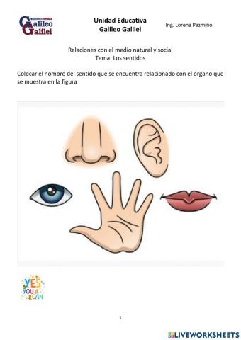 Òrganos de los Sentidos