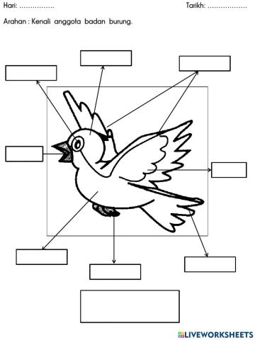 Bahagian badan burung