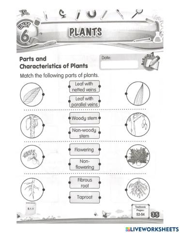 Unit 6 : plants