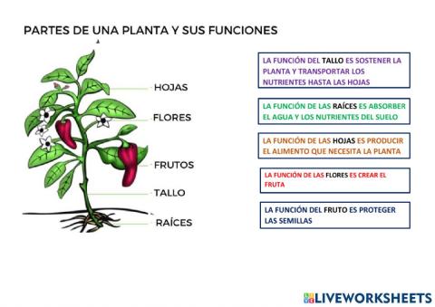 Partes de las plantas y su funcion
