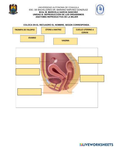 Anatomia interna 2