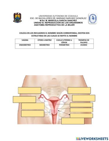 Anatomía interna de la mujer