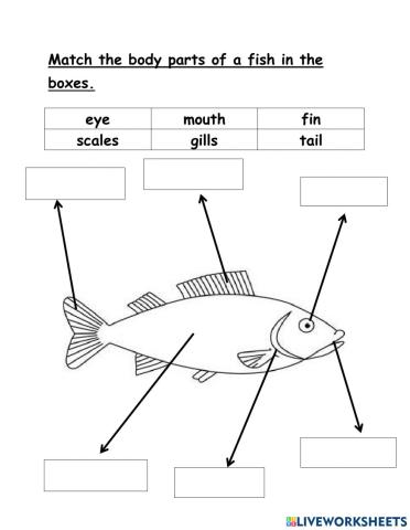 Fish diagram