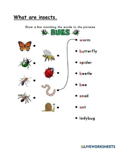 What are insects?