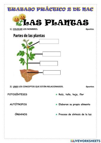 LAS PLANTAS (partes-funciones)