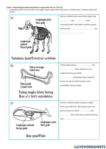 Fungsi rangka dalam bagi haiwan