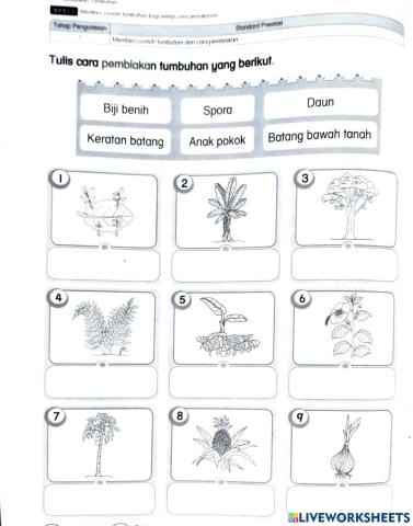 Cara Pembiakan Tumbuhan