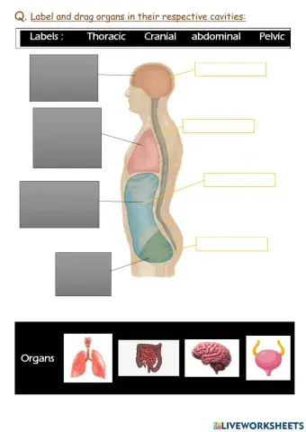 Cavities of the  human body