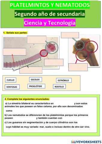 Platelmintos y nematodos