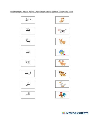 Arabic haiwan jinak