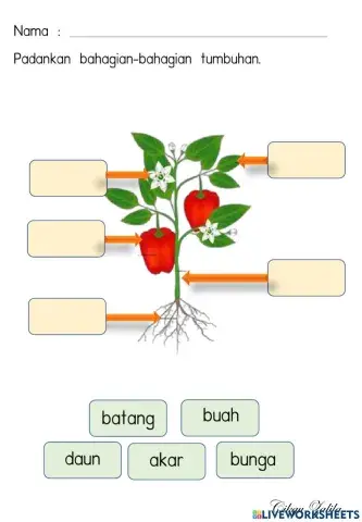 Bahagian-bahagian tumbuhan
