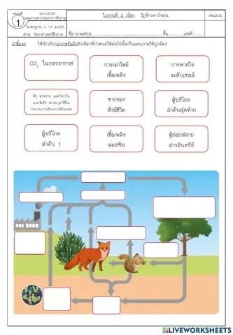 ใบงานที่ 5 วัฏจักรคาร์บอน