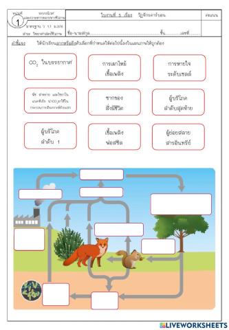 ใบงานที่ 5 วัฏจักรคาร์บอน