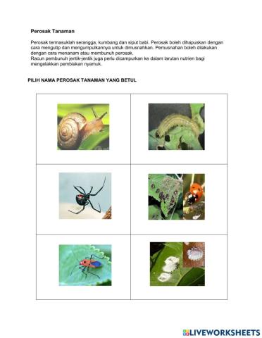 Rbt tahun 6 ( makhluk perosak )