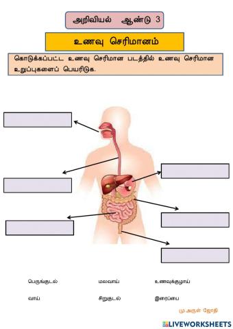 Humans Digestive System