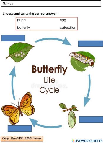 English KSSRPK YEAR 6 - Insect