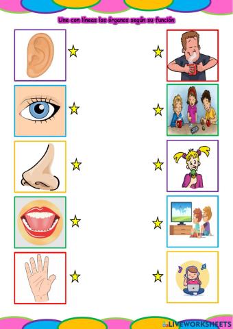 Los órganos de los sentidos