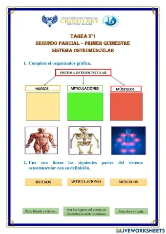 El sistema osteomuscular