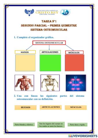 El sistema osteomuscular
