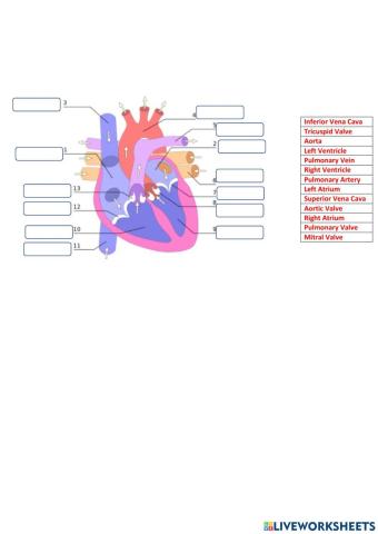 human heart