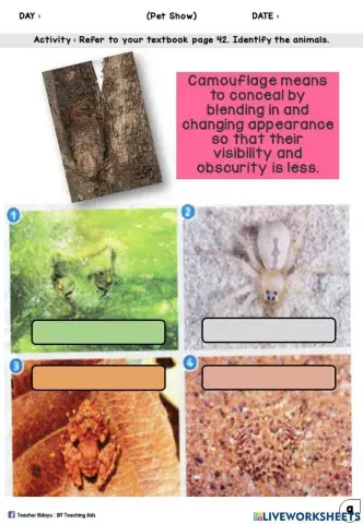 Pet Show (Camouflage : Write)