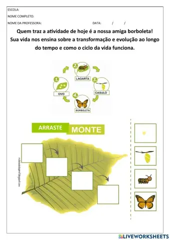 Ciclo de vida da borboleta