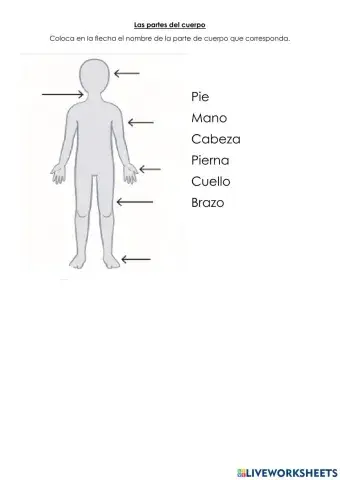 Las partes del cuerpo.