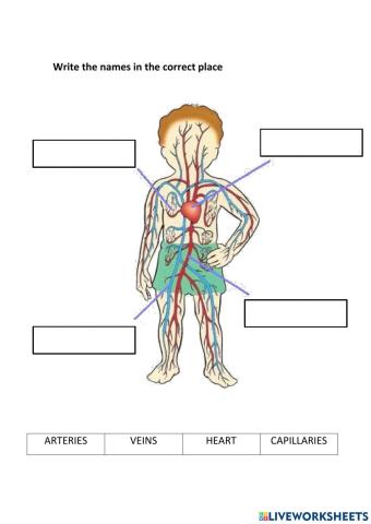 Circulatory system -)