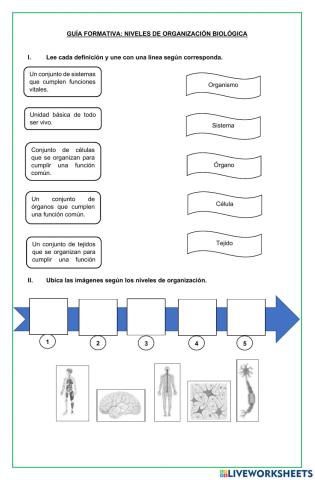 Niveles de organización biológica