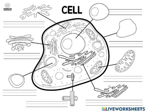 ส่วนประกอบของเซลล์สัตว์