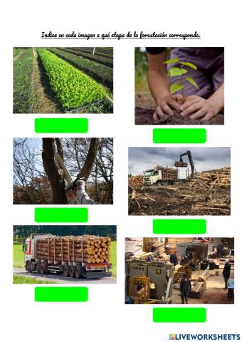 Etapas de la forestación
