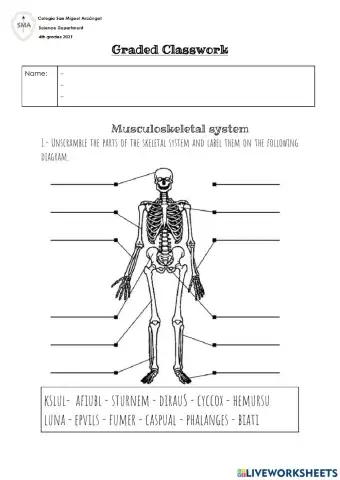 Muculoeskeletal System Review