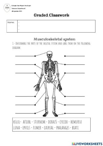 Muculoeskeletal System Review