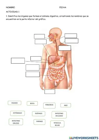 Sistema digestivo- absorción