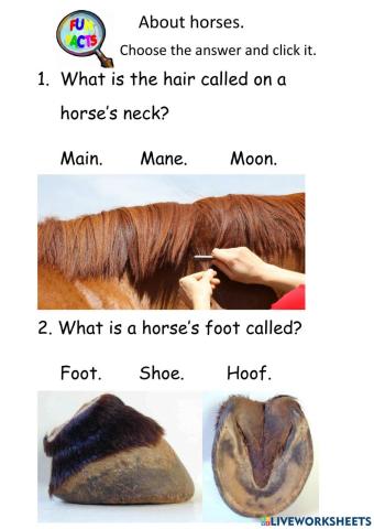 Horse Questions