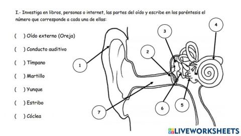 Las partes del oído