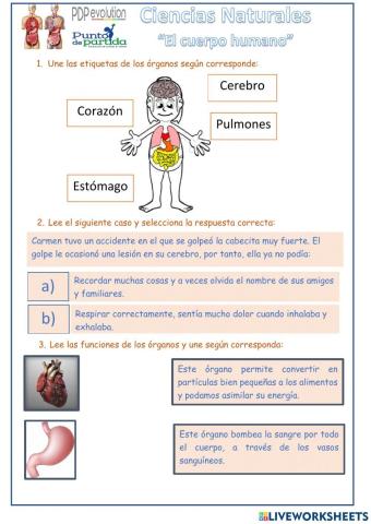 El cuerpo humano