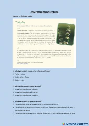 Lectura sobre la muña