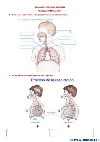 El aparato respiratorio