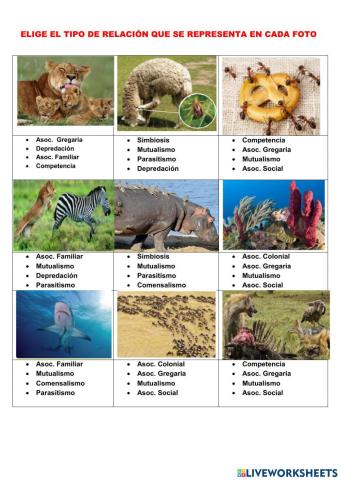 Relaciones entre seres vivos