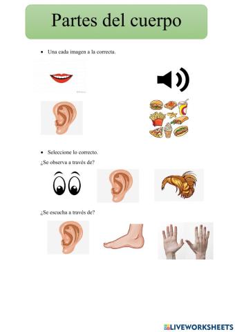 Partes del cuerpo