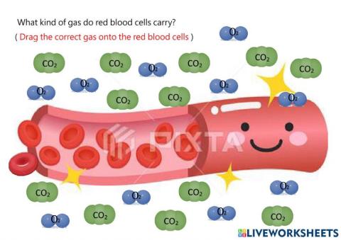 Red blood cells and oxygen