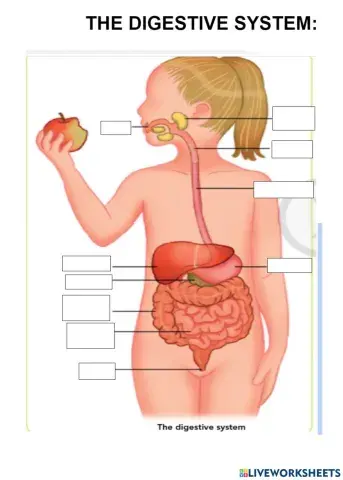 The digestive system