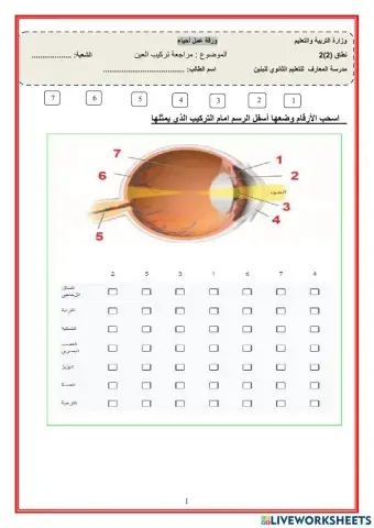 تركيب العين