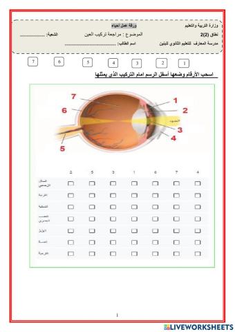 تركيب العين