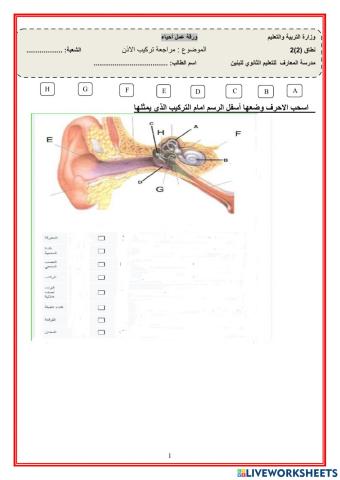 تركيب الاذن