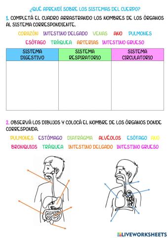 Los sistemas del cuerpo