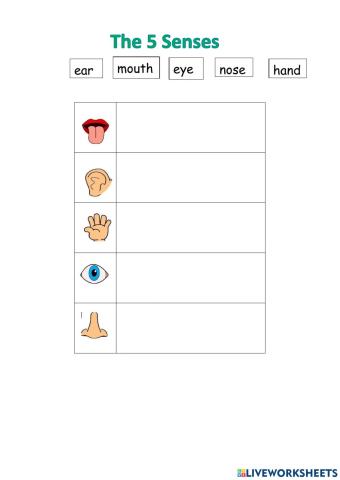 5 Senses