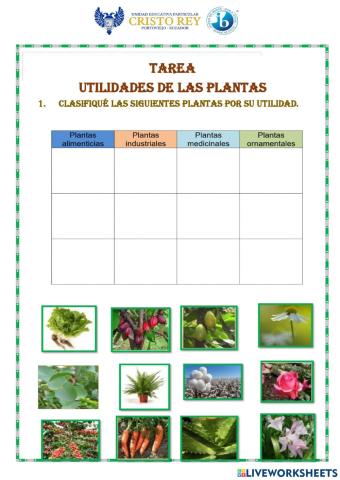 Clasificación de las plantas por su utilidad.